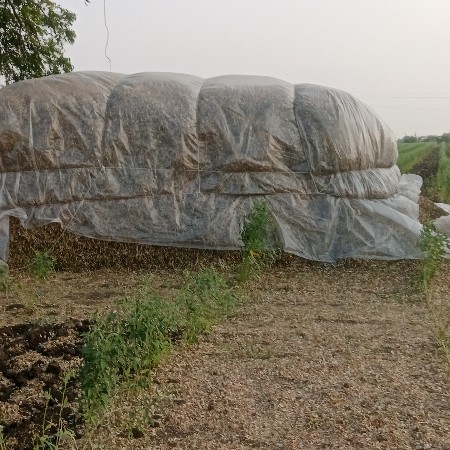 મગફળી નો ચારો