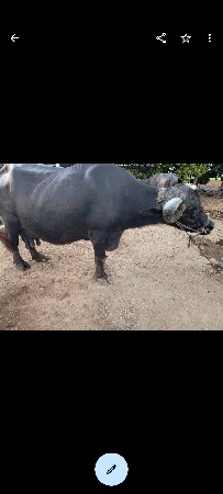 ભેંસ વેચવાની છે
