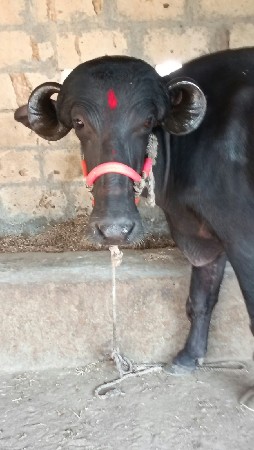 પેલું વેતર ખડાય વેચવાની છે