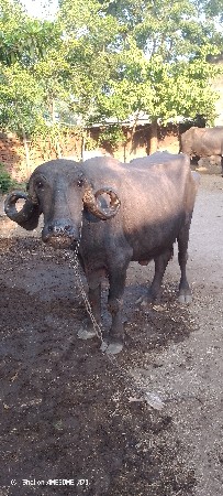વેચવા ની છે