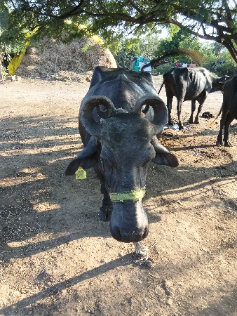 આ ભેંસ વેચવાની છે