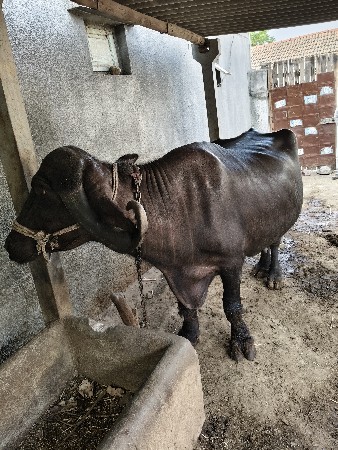 વેચવાની
