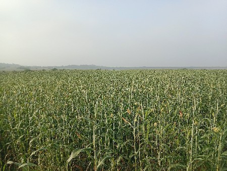 ઘુધરી  વેચવાની છે
