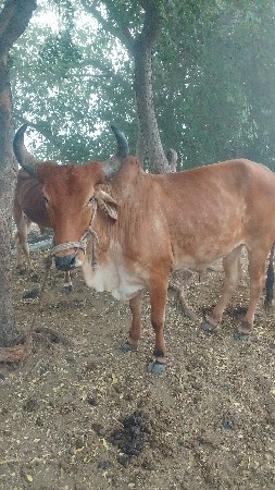 રામ ભાઈ આમા ફોન કરજો 9023402569