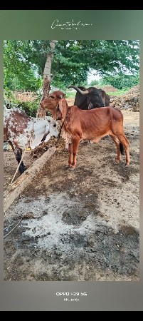 ગીર વાછડીઓ વેચવાની છે.