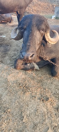 3  કડેલીઉ વેસવાની  શે