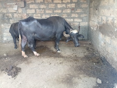 ભેંસ વેચવાની છે