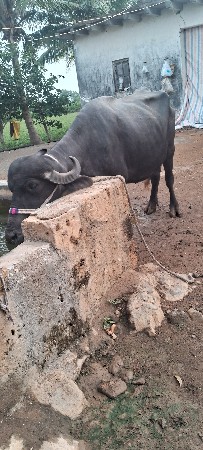 ભેંસ વેચવાની છે