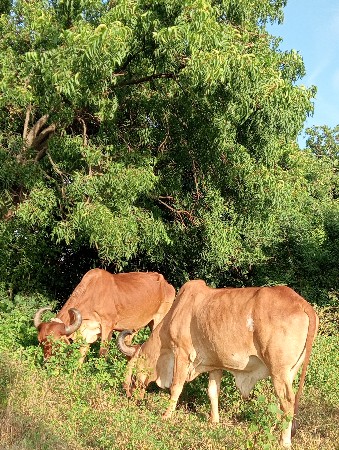 બળદ વેચવાનો છે