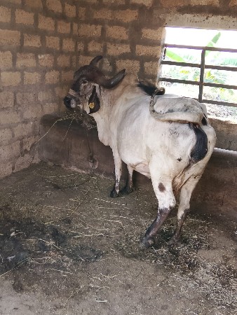 ગાય ગાભણી