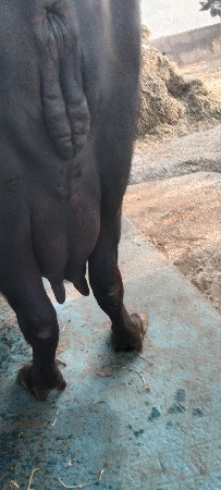 ઓરીંજલ જાફરાબાદી ભેંસ વેચવાની