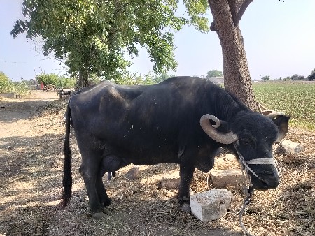 3 વેતર