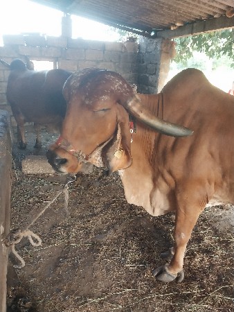 ગાય વેચવાની છે