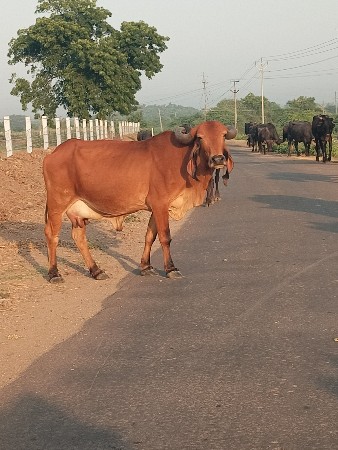 જેમલસીભાઇ