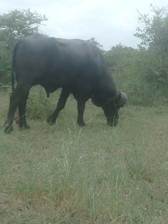 પાડો વેચવાનો છે