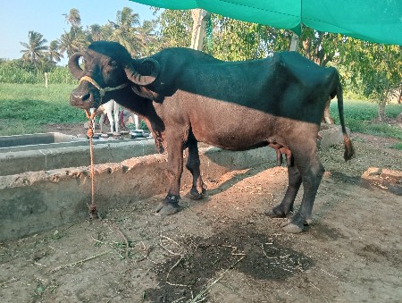 ભેંસ વેચવાની છે