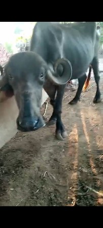 પારેખ ભેંસ વેચવાની છે