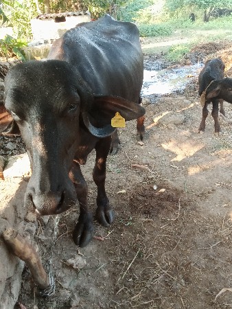 આ.ભેસ.વેચવાની.છે
