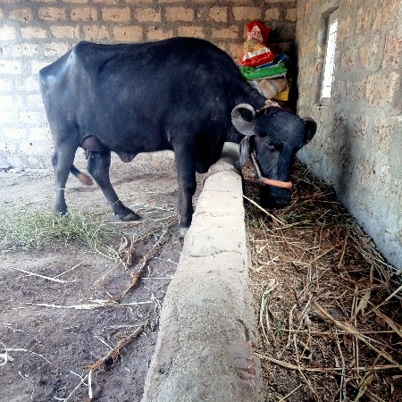 ભેંસ વેચવાની છે પેલા વેતરની છે