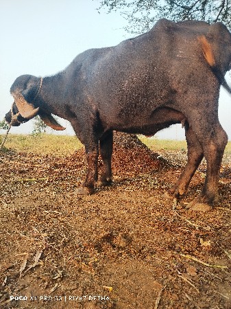 પેલું વેતર 30 દિવસ ની કાચી