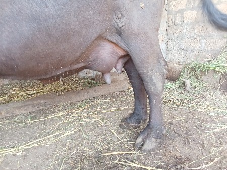 ભેંસ વેચવાની છે એક લાખ ત્રીસ હજાર