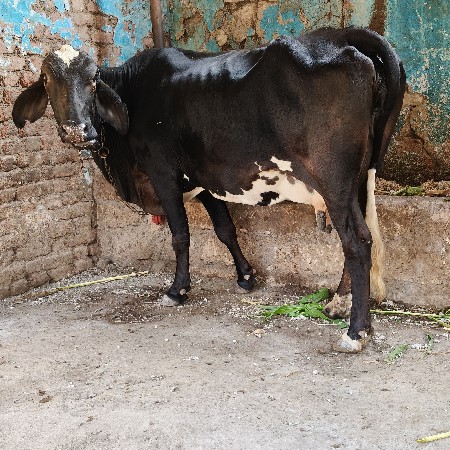 બે ગાય વેસવાની બીજા વેતર ગાભણ