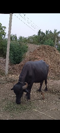ભેંશ વેચવાની છે