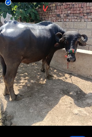 ખરેડી વેચવાની છે