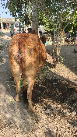 ગાય વેચવાની છે