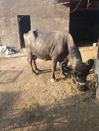 ભેંસ વેચવાની છે