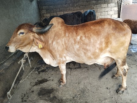 ગાય‌ વેચવાની છે.