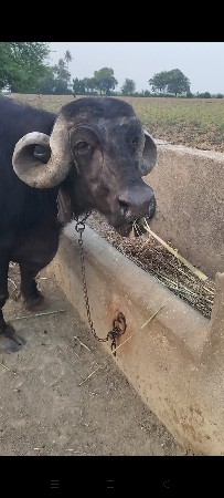 ભેંસ વેચવાની છે જાફરાબાદી ટોપલ