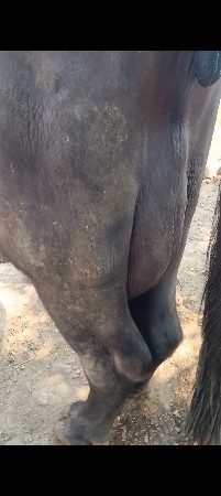 4 થો દિવસ વિયાની