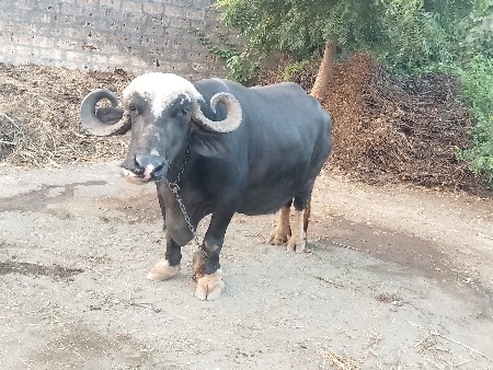 આ ભેંસ વેચવાની છે