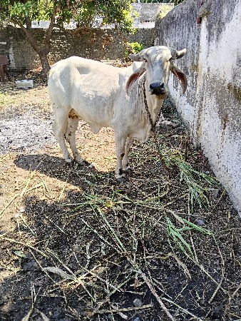 હોડકી વેચવાની છે સોજી