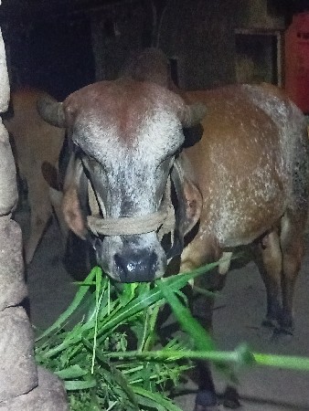 ગાય કાબરી વેચવાની છે