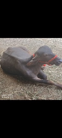 પાડી પુણા બેવરસ