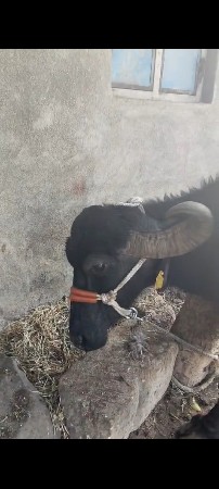 ભેંશ વેચવાની છે