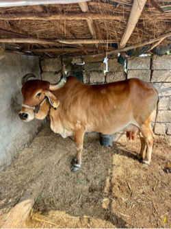 ગાઈ વેચવાની છે