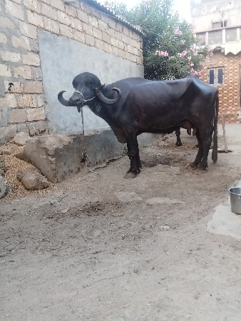 ભેશ વેછવાની છે બેજુ વેતર છે