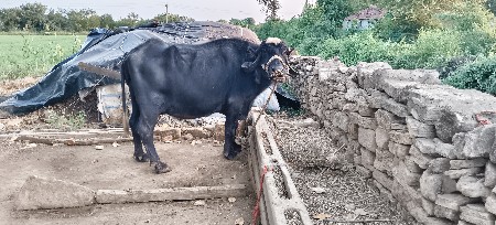 ભેંસ વેચવાની છે