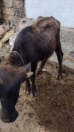 પાડો‌ વેચવાનો‌ છે