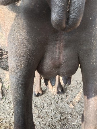 ખણાય વેસવાની છે