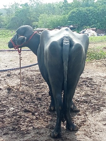 2 વિયાછે