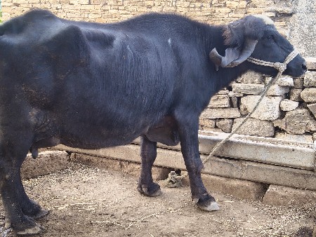 ભેંસ વેચવાની છે