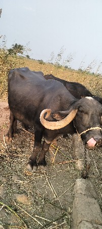 ભેંસ