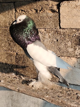 કબૂતર
