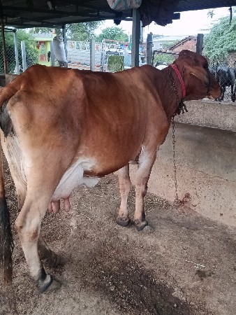 જરશી વેચવાની છે