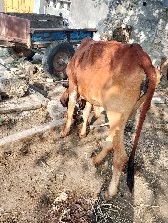 ગીર ગાય ની વાછડી આપવાની છે.