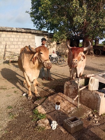 બળદ વેચવાના છે.